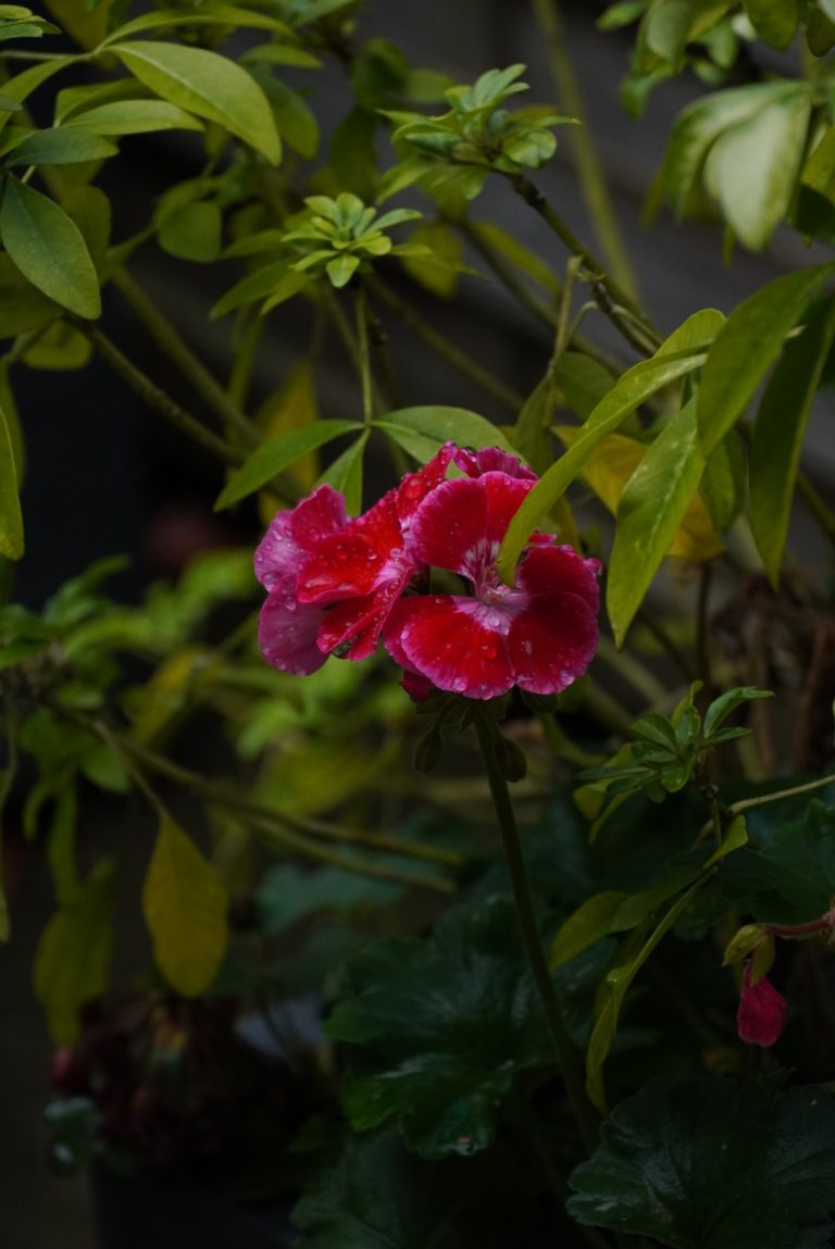 Fleur rose vif au milieu du feuillage